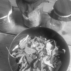 Some of the raw herbs for infusion for the herbal bone balm 