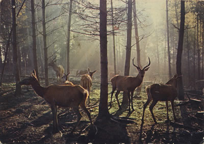 Deer herd of the Cailleach
