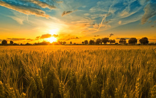 a Harvest Field full of corn