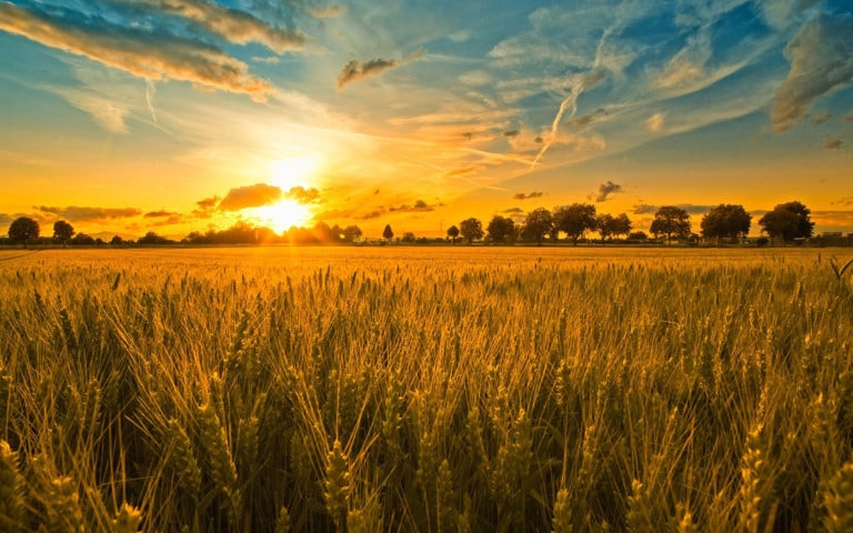 a Harvest Field full of corn