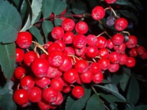 rowan berries