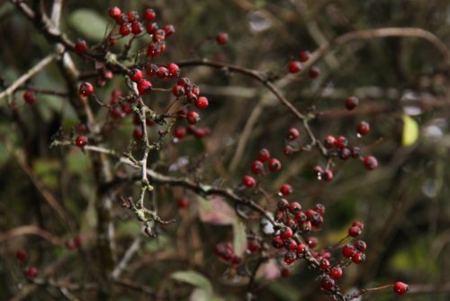Hawthorn Berries 