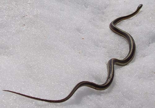 Garter snake in snow