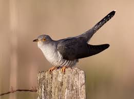 A cuckoo