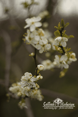 Apple blossom - the silver bough