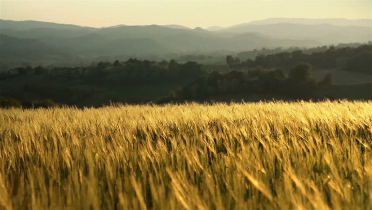 Wheat field in Scotland