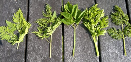 From Galloway wild foods from left to right, sweet cicely, cow parsley,ground elder, water dropwort and hemlock... see what i mean?