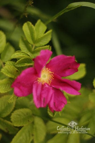 Dog rose, Scotland