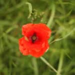 Common field poppy (Papaver rhoeas) in Scotland