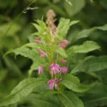 Rosebay Willow Herb Scotland