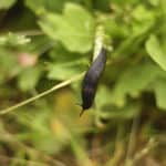 Slug hanging of a small branch