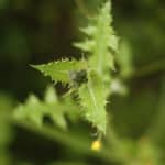 Sow Thistle (Sonchus arvensis) Flower buds- Scotland