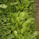 Plantain (Plantago Major) and flowers