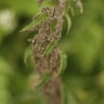 Nettle flower, Scotland