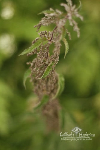 Nettle flower, Scotland