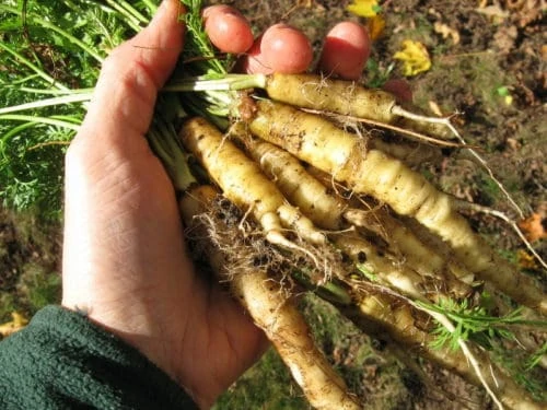 wild carrot roots autumn equinox Michaelmas