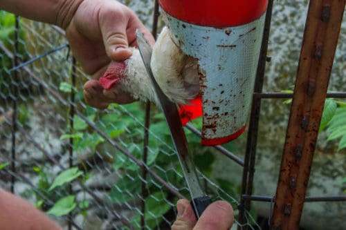 Killing of a chicken - Blood letting