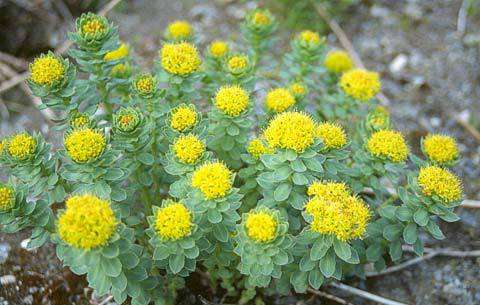 rhodiola rosea - 'Lus nan Laoch' - the hero's plant - herbs for resistance