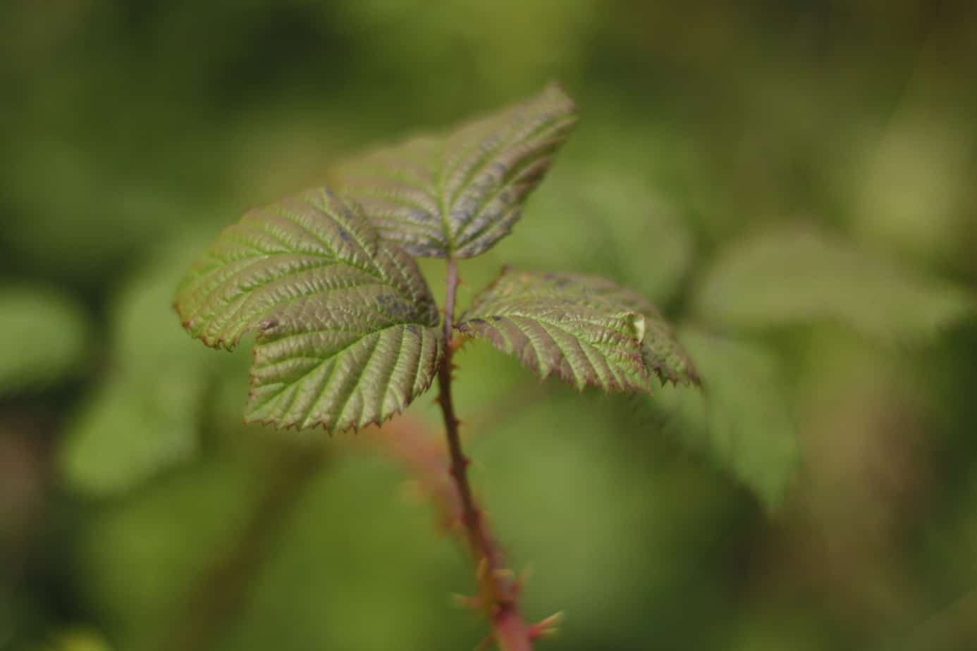 Blackberry Leaf