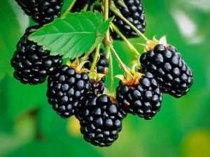 Blackberries hanging