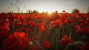 poppy field - javier-canada-lpqgCtnyhjw-unsplash