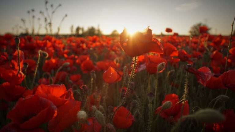 poppy field - javier-canada-lpqgCtnyhjw-unsplash