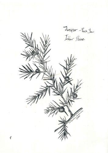 Pen and ink Juniper branch - from my sketch book - used in Saining