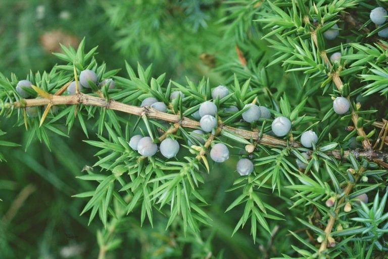 Saining A picture showing a Juniper branch from scotland