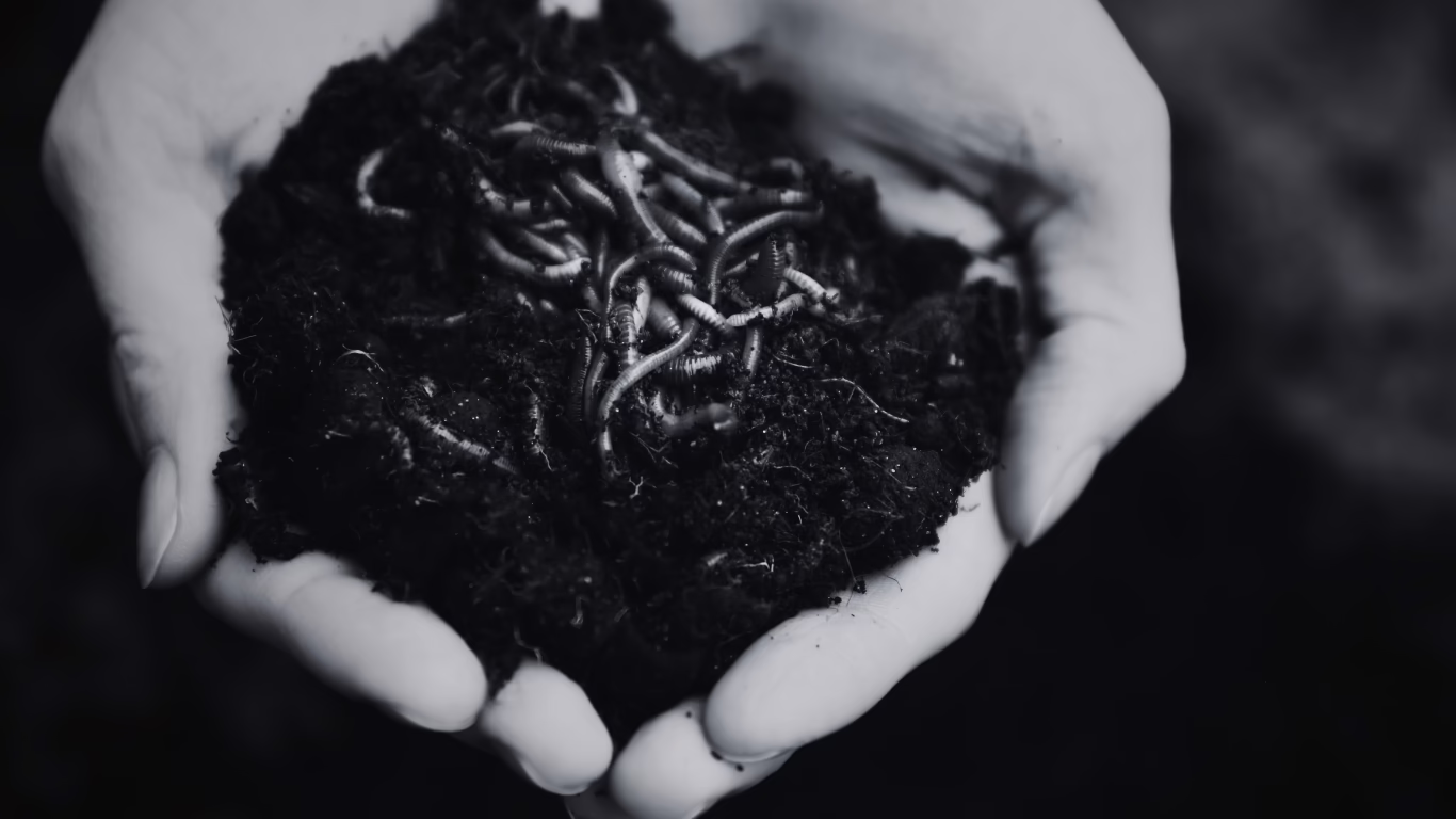 worms in a handful of soil - Cailleachs Herbarium