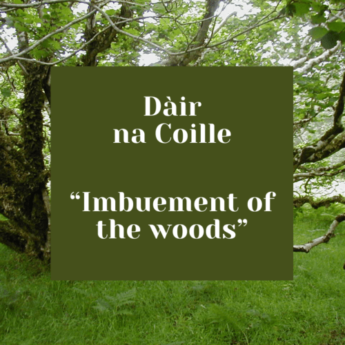 Dàir na coille imbuement of the woods green square with white text with hazel trees in the background