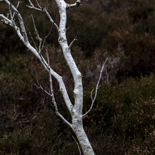 Birch against Heather - Scottish Borders Cailelachs Herbarium