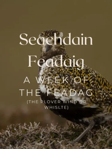 a plover bird with the caption seachdain feadaig