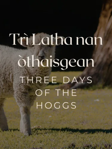 Sheep with text about hogs.